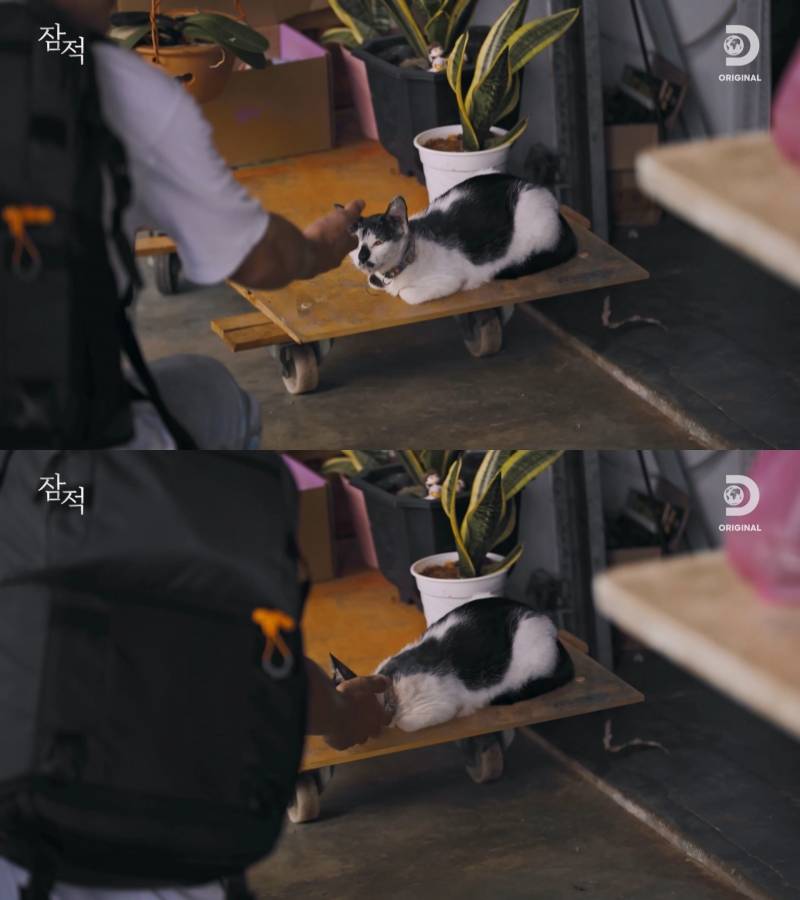 고양이에 진심인 유승호 | 인스티즈