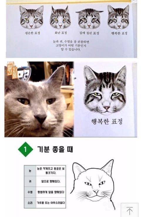 익들아 너네 고양이잇어? | 인스티즈