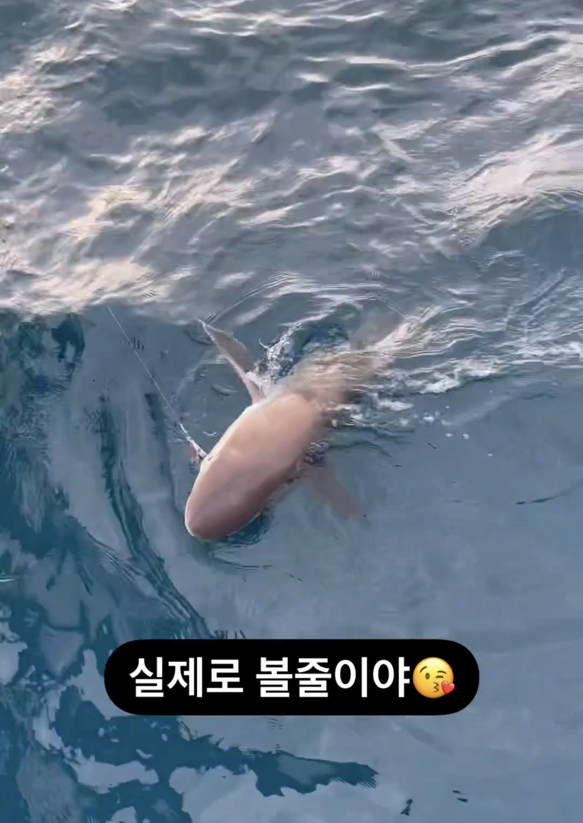 [잡담] 이게 뭔지 아는 사람... | 인스티즈