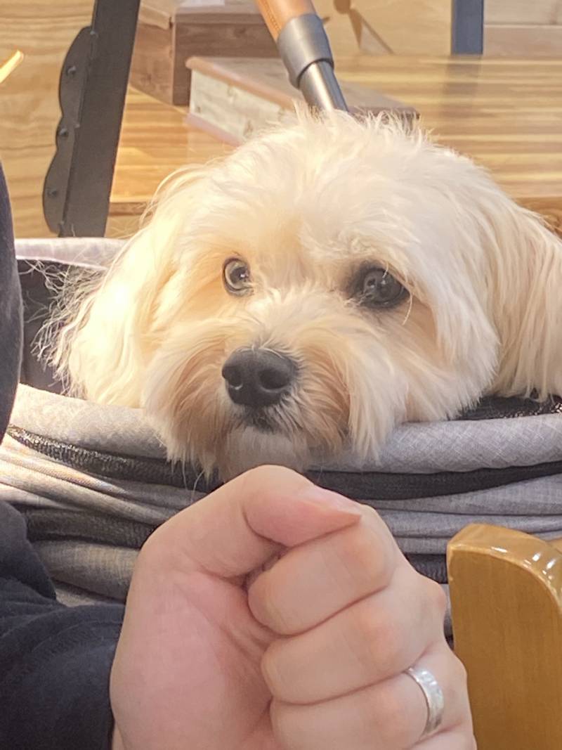 귀여운 내 동생 보고가줘!!!🐶 | 인스티즈