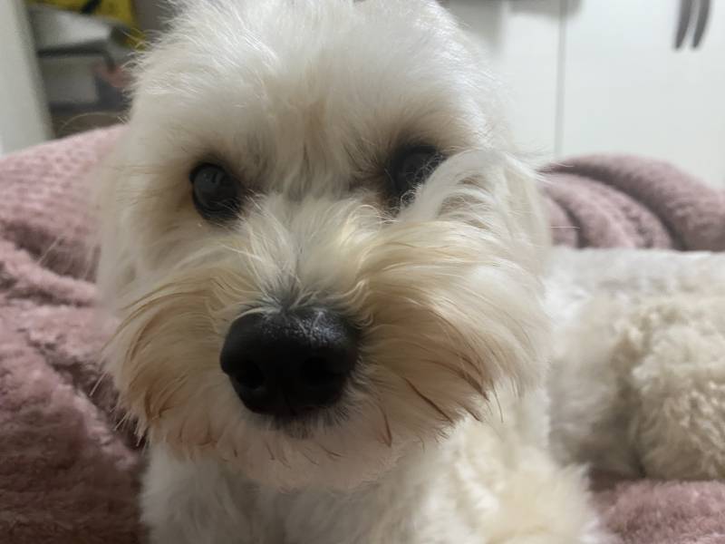 귀여운 내 동생 보고가줘!!!🐶 | 인스티즈