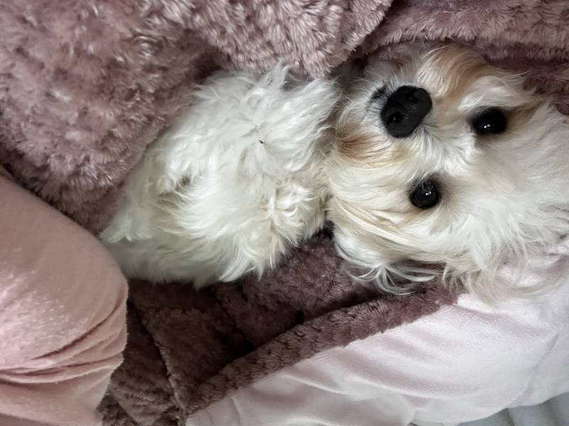귀여운 내 동생 보고가줘!!!🐶 | 인스티즈