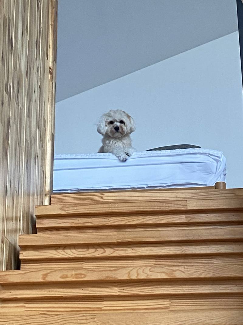 귀여운 내 동생 보고가줘!!!🐶 | 인스티즈