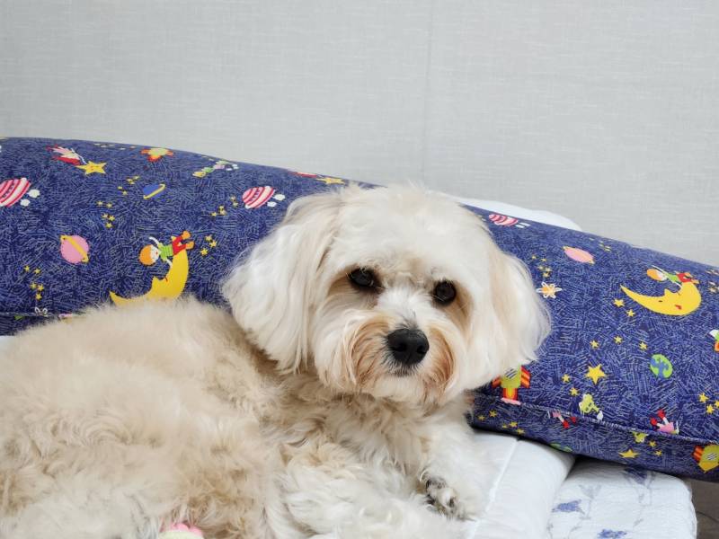 귀여운 내 동생 보고가줘!!!🐶 | 인스티즈