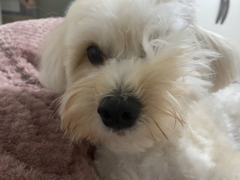 귀여운 내 동생 보고가줘!!!🐶 | 인스티즈