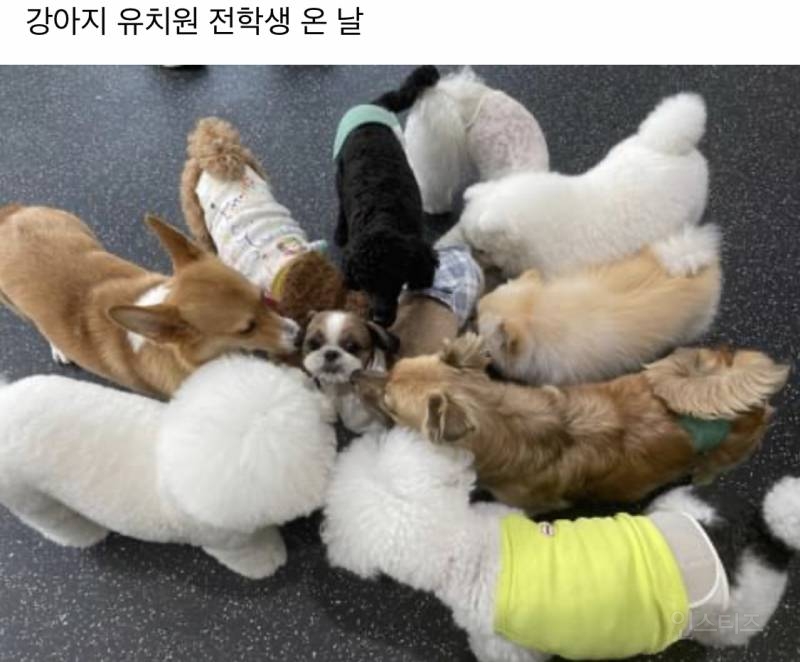 강아지 유치원에 전학생 온 날 | 인스티즈