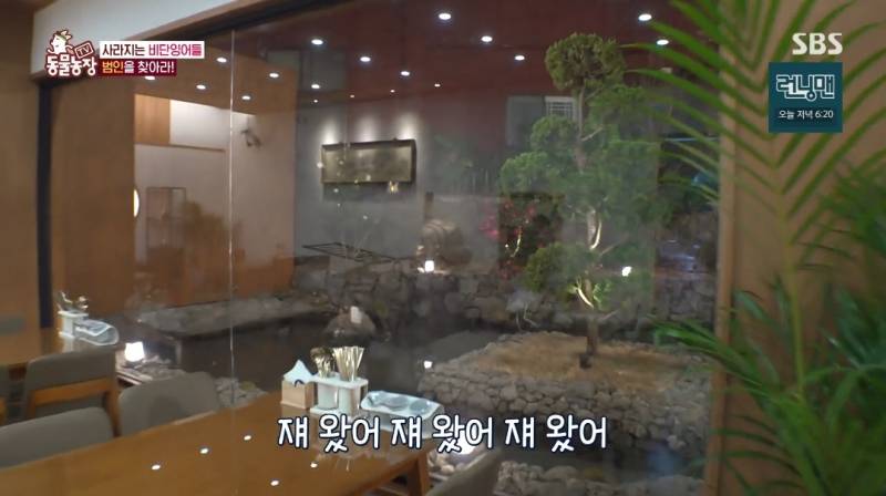 동물농장 보는데 진짜 불쌍하다 잉어랑 카페 사장님이랑 | 인스티즈