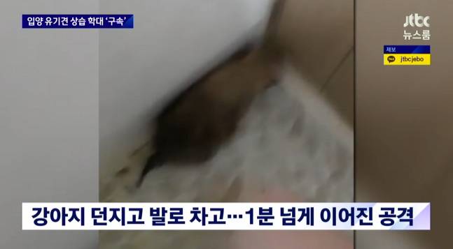 속보)강아지 8마리 때리고 학대하며 동영상 촬영 20대 여성 검거 법원"이례적 구속 | 인스티즈