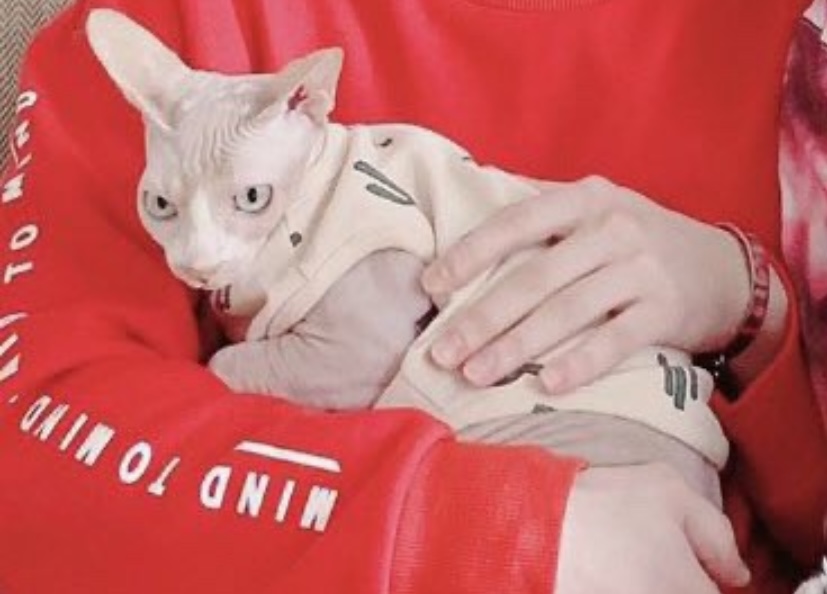 [잡담] 트레저 멤들 본가에서 키우는 냥이들 귀여워 | 인스티즈