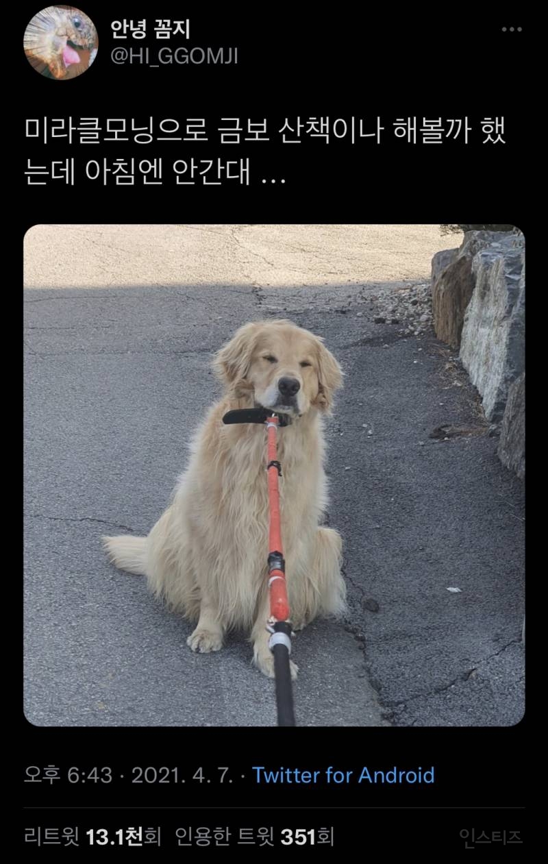 아침에는 산책 가기 싫다는 리트리버.jpg | 인스티즈
