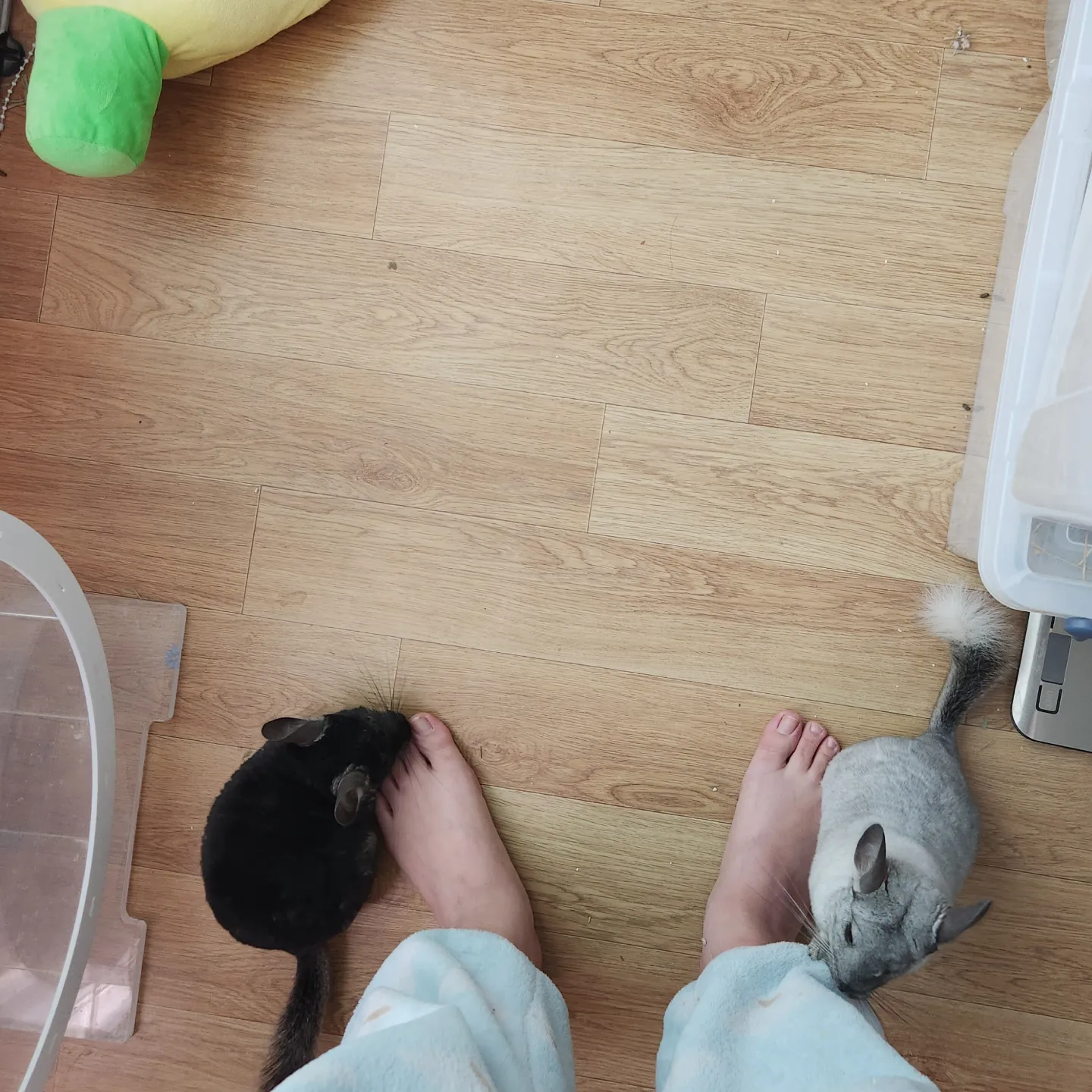 쥐들한테 괴롭힘 당하는 중 | 인스티즈