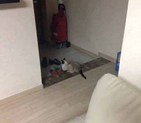 내가 본 반려동물 떠나보낸 얘기중에 이거만큼 짧고 굵게 확 와닿는거 없었음 | 인스티즈