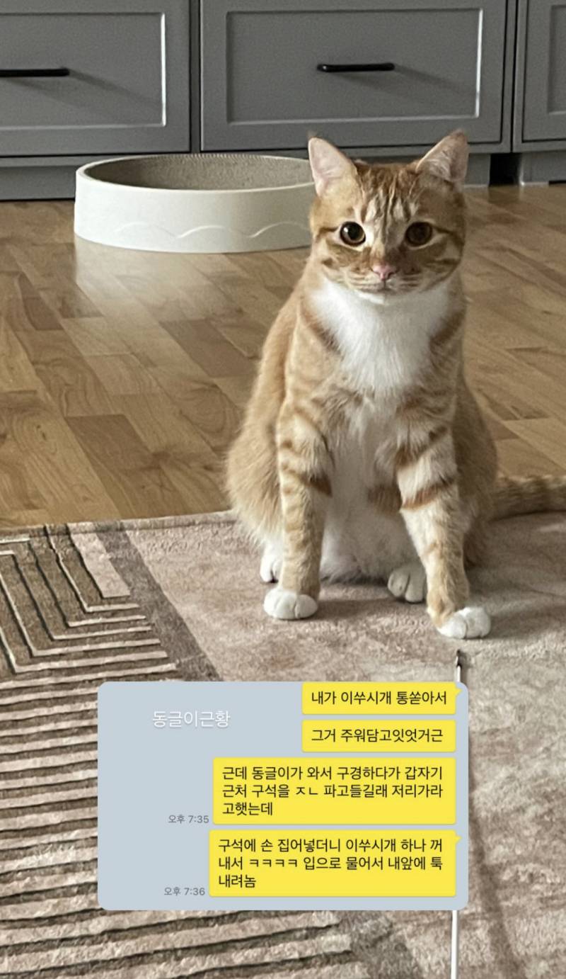 고양이 동글이 아는 익 | 인스티즈