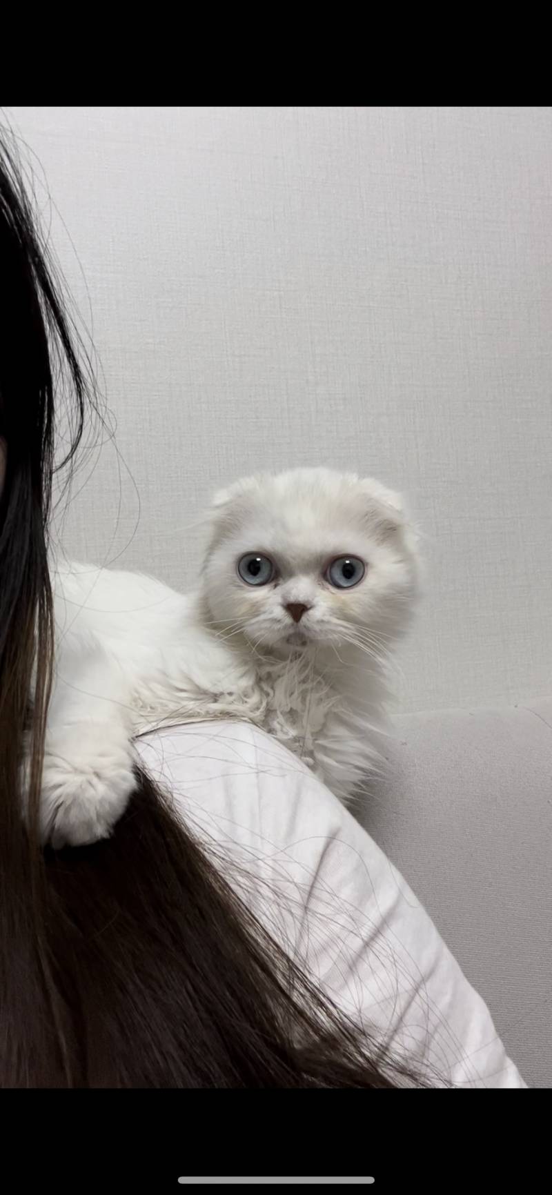 우리집 고양이 내 어깨타 | 인스티즈