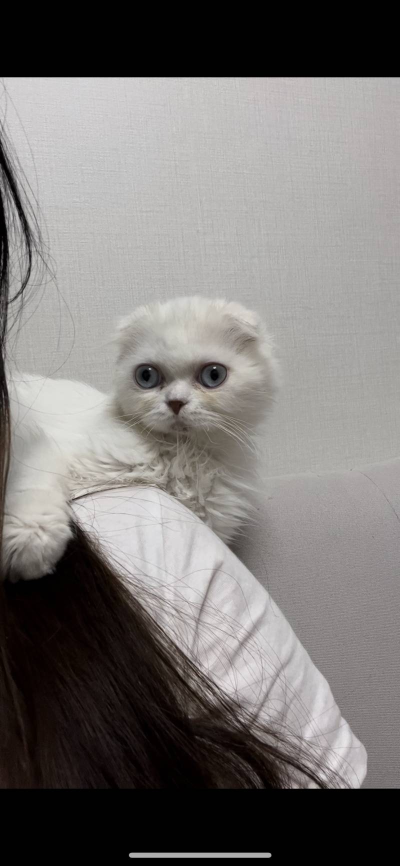 우리집 고양이 내 어깨타 | 인스티즈