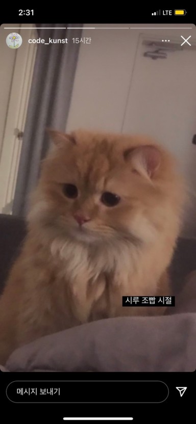 [잡담] 코쿤 고양이 종이 뭘까? | 인스티즈