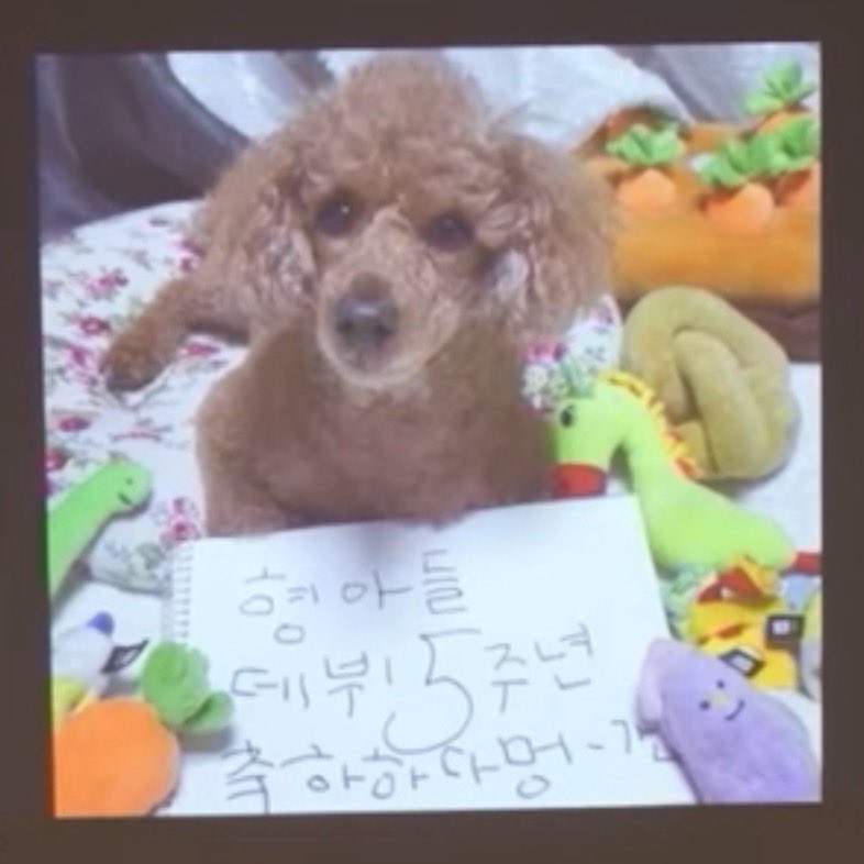 [잡담] 덥즈 큐 강아지 가나 ㄱㅇㅇ | 인스티즈