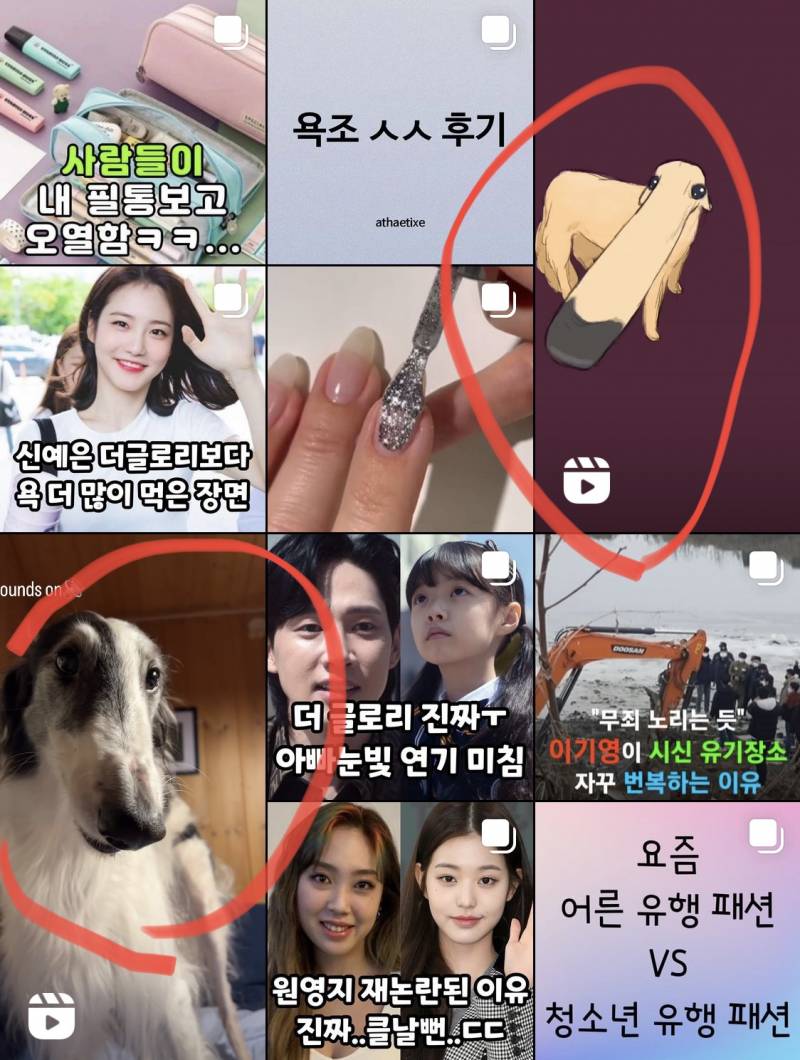 제발 ㅜㅠ 이 강아지 종류 아는사람!!!!🥹💧🥹🥲 | 인스티즈