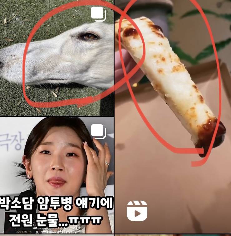 제발 ㅜㅠ 이 강아지 종류 아는사람!!!!🥹💧🥹🥲 | 인스티즈