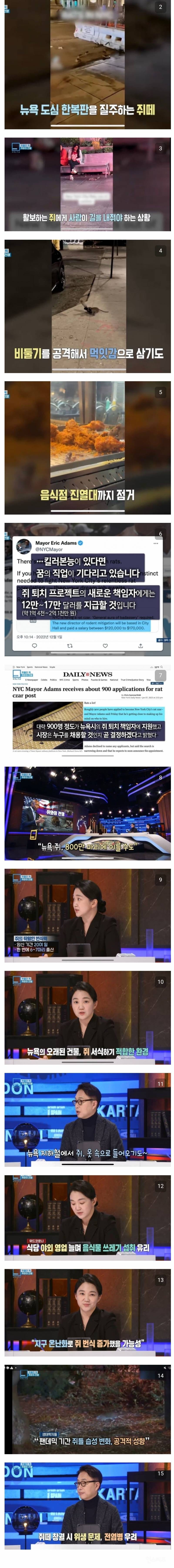 (혐오주의)우리나라 비둘기는 귀여워 보일 정도로 난리난 뉴욕.jpg | 인스티즈
