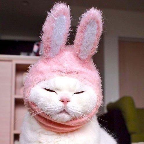 [잡담] 근데 제니 누가봐도 토끼의 탈을 쓴 고양이.... | 인스티즈