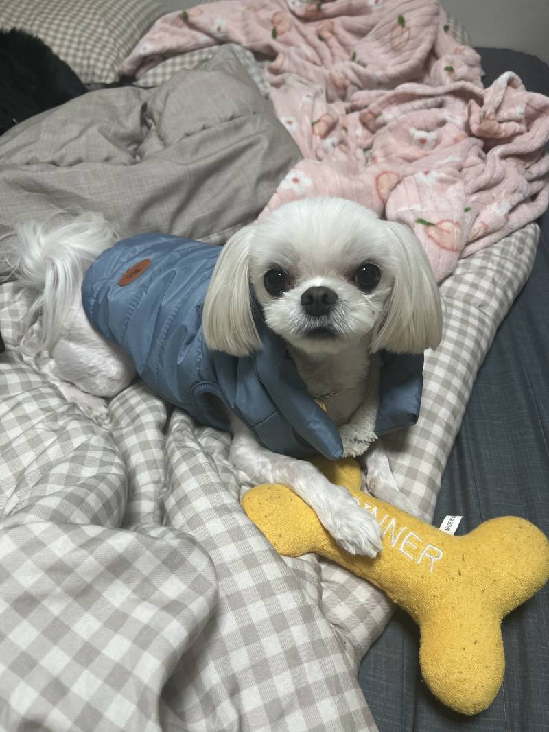 미용한지 2주 됐는데 꼬질이 못나니 된 내 새꾸... | 인스티즈