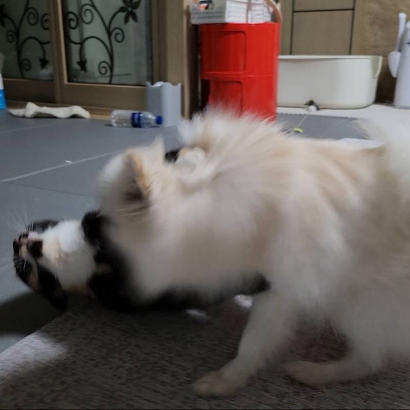 강아지 같은 고양이 고양이 같은 강아지 보고 가(댕냥 자랑) | 인스티즈