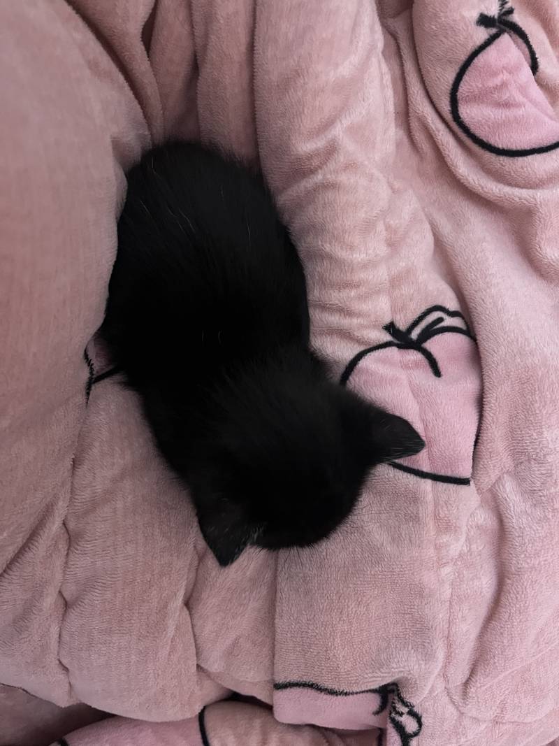 울냥이 보고가❤️ | 인스티즈