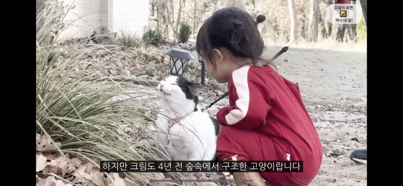 고양이 따라 풀뜯어먹는 체리(아기) 넘 귀엽다… | 인스티즈