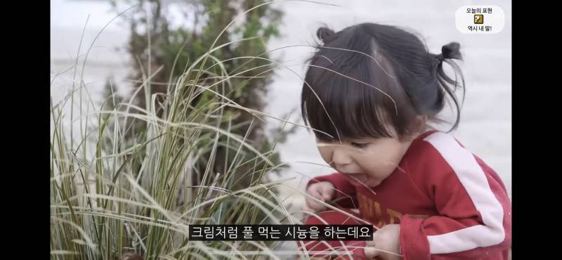 고양이 따라 풀뜯어먹는 체리(아기) 넘 귀엽다… | 인스티즈