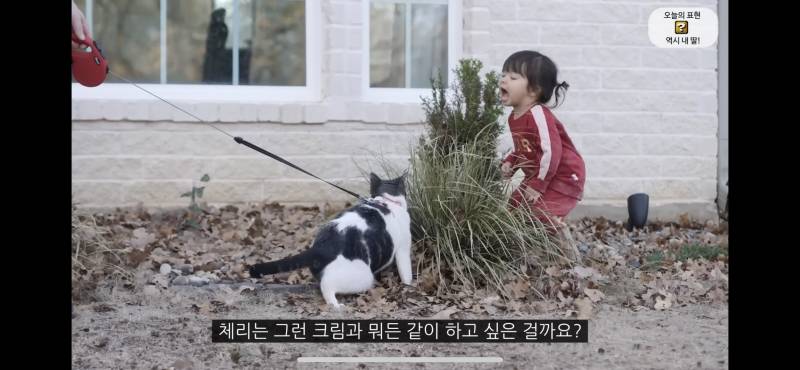 고양이 따라 풀뜯어먹는 체리(아기) 넘 귀엽다… | 인스티즈