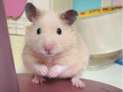 [잡담] 트레일러 보고왔는데 호시가 햄찌가 아니면 뭐란 말임.? | 인스티즈