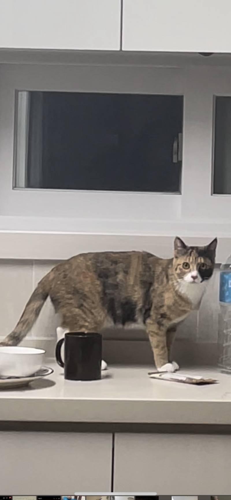 애들아 우리 고양이 많이 뚱뚱한거야..? | 인스티즈