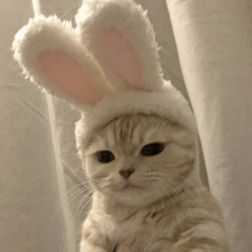 [잡담] 최산 깜찍이 등장 😾 | 인스티즈