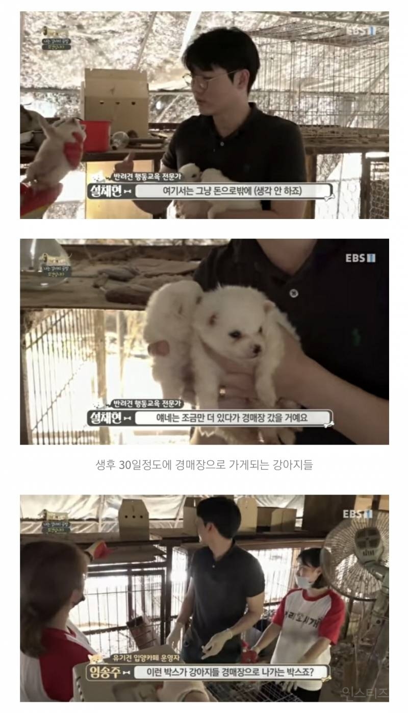 솔직히 펫샵이 어때서ㅠ 난 새끼때부터 함께하고 싶어. 특히 파티 포메라니안 제일 귀여움 | 인스티즈