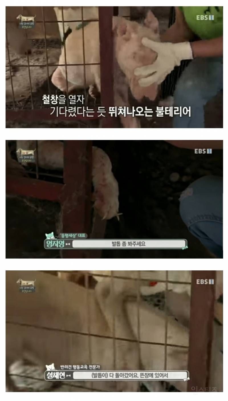 솔직히 펫샵이 어때서ㅠ 난 새끼때부터 함께하고 싶어. 특히 파티 포메라니안 제일 귀여움 | 인스티즈