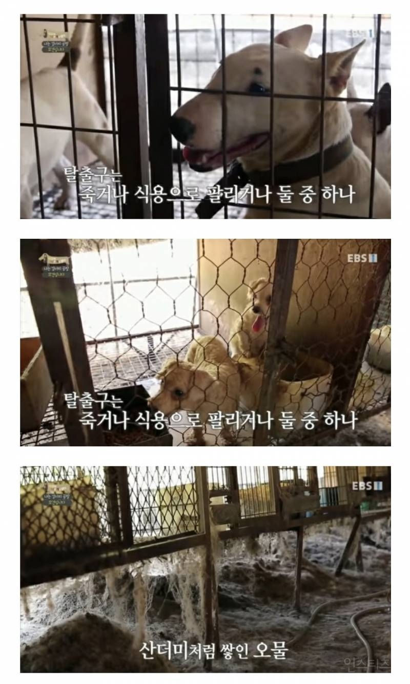 솔직히 펫샵이 어때서ㅠ 난 새끼때부터 함께하고 싶어. 특히 파티 포메라니안 제일 귀여움 | 인스티즈