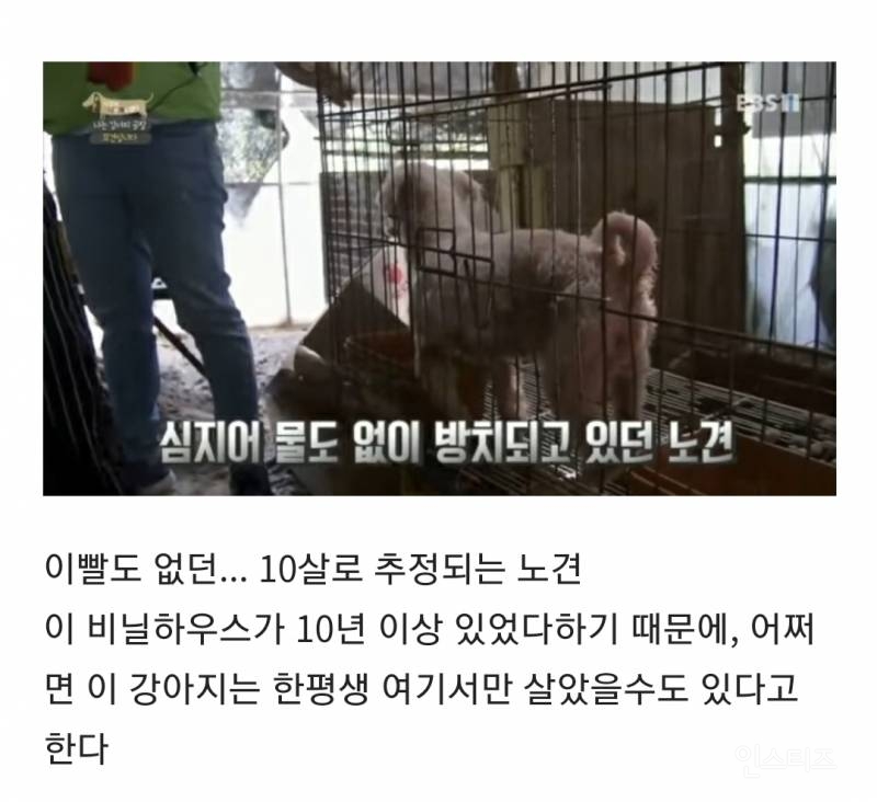 솔직히 펫샵이 어때서ㅠ 난 새끼때부터 함께하고 싶어. 특히 파티 포메라니안 제일 귀여움 | 인스티즈