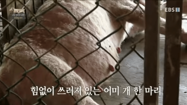 솔직히 펫샵이 어때서ㅠ 난 새끼때부터 함께하고 싶어. 특히 파티 포메라니안 제일 귀여움 | 인스티즈