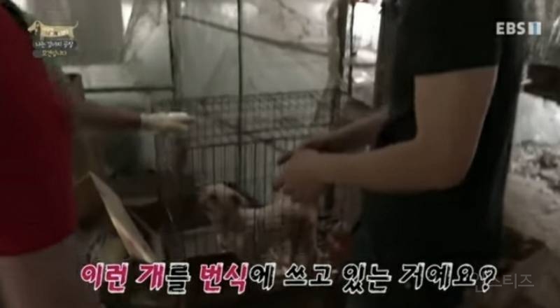 솔직히 펫샵이 어때서ㅠ 난 새끼때부터 함께하고 싶어. 특히 파티 포메라니안 제일 귀여움 | 인스티즈