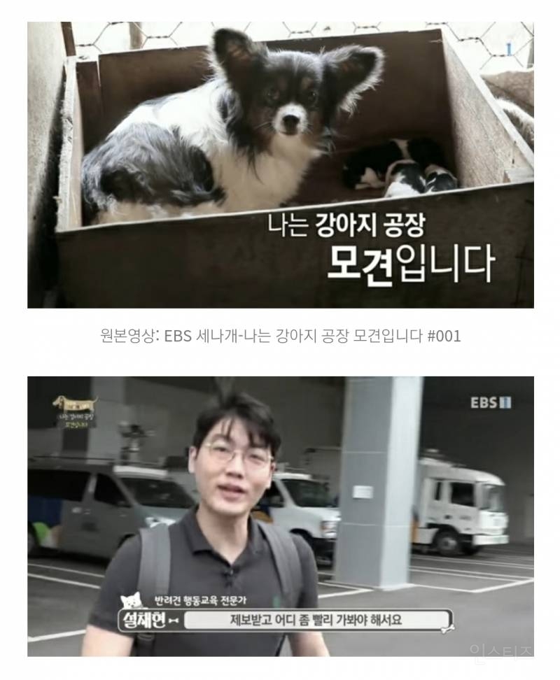 솔직히 펫샵이 어때서ㅠ 난 새끼때부터 함께하고 싶어. 특히 파티 포메라니안 제일 귀여움 | 인스티즈