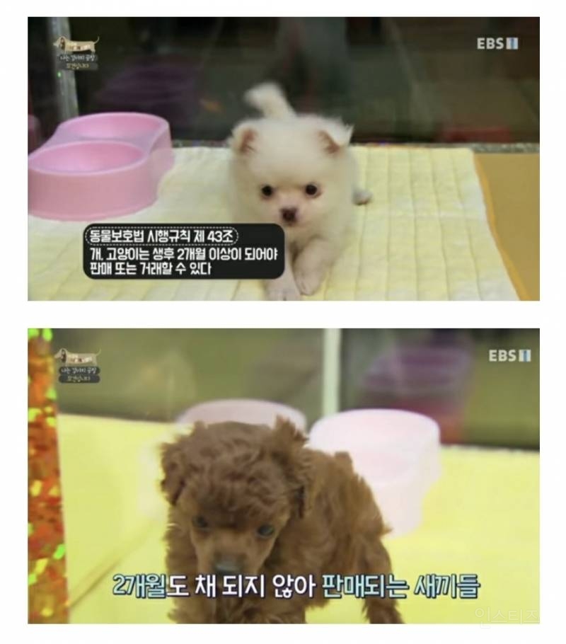 솔직히 펫샵이 어때서ㅠ 난 새끼때부터 함께하고 싶어. 특히 파티 포메라니안 제일 귀여움 | 인스티즈