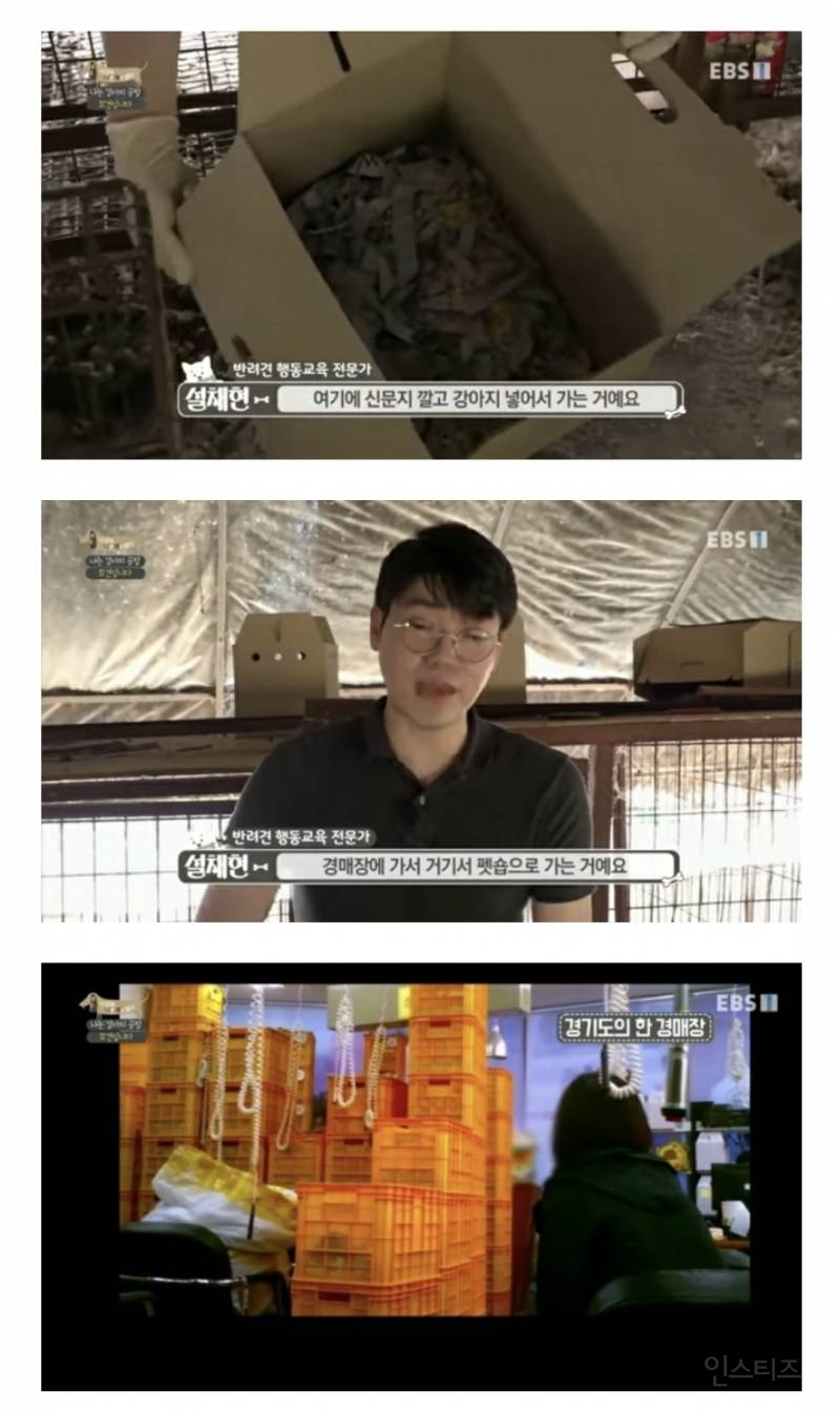 솔직히 펫샵이 어때서ㅠ 난 새끼때부터 함께하고 싶어. 특히 파티 포메라니안 제일 귀여움 | 인스티즈
