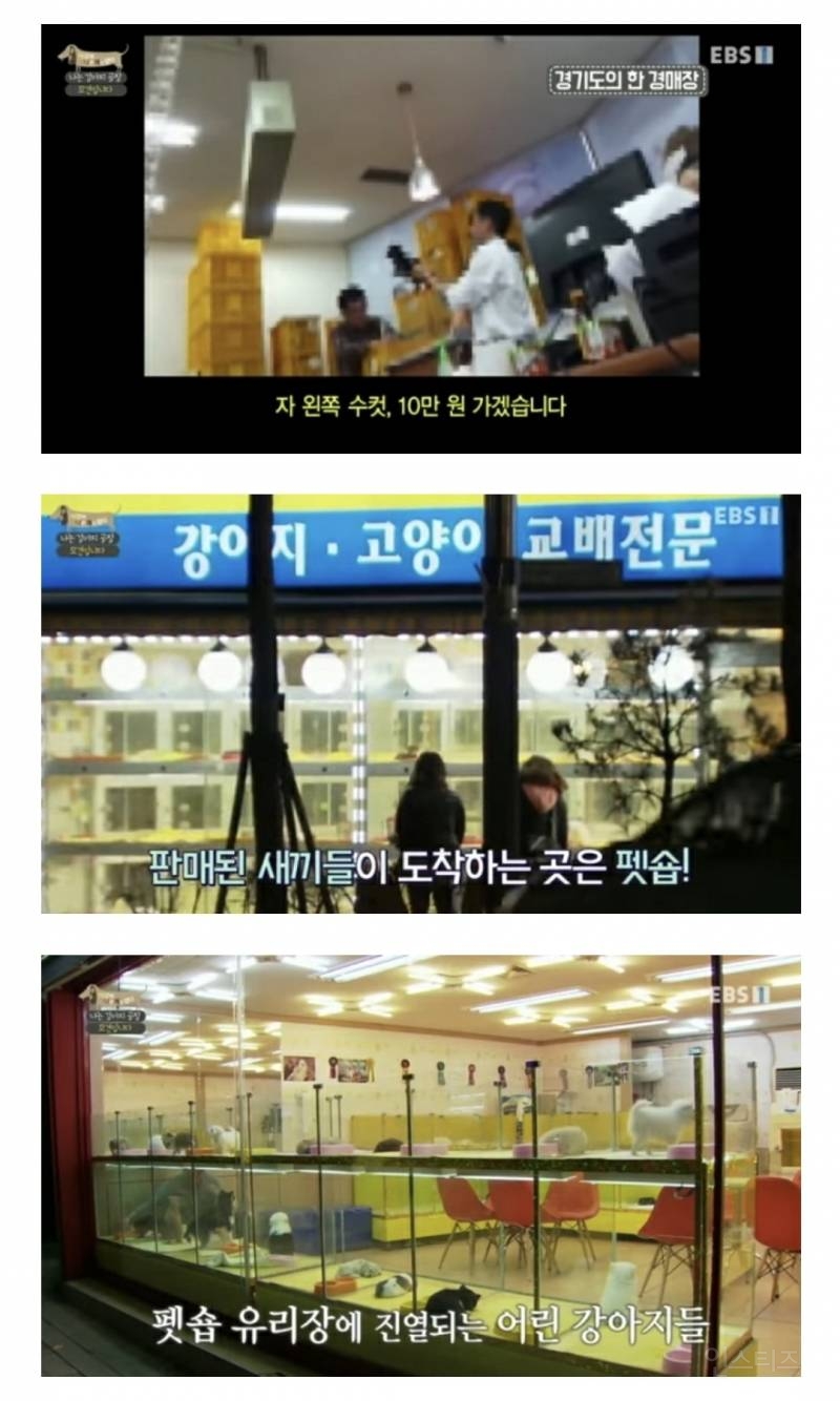 솔직히 펫샵이 어때서ㅠ 난 새끼때부터 함께하고 싶어. 특히 파티 포메라니안 제일 귀여움 | 인스티즈
