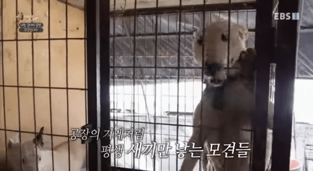 솔직히 펫샵이 어때서ㅠ 난 새끼때부터 함께하고 싶어. 특히 파티 포메라니안 제일 귀여움 | 인스티즈