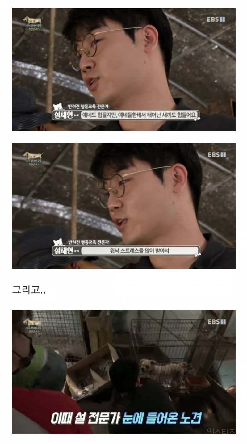 솔직히 펫샵이 어때서ㅠ 난 새끼때부터 함께하고 싶어. 특히 파티 포메라니안 제일 귀여움 | 인스티즈
