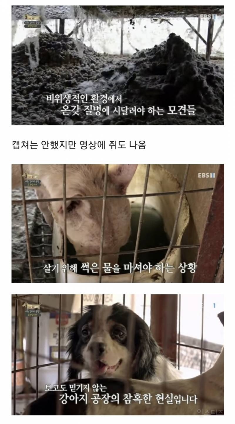 솔직히 펫샵이 어때서ㅠ 난 새끼때부터 함께하고 싶어. 특히 파티 포메라니안 제일 귀여움 | 인스티즈