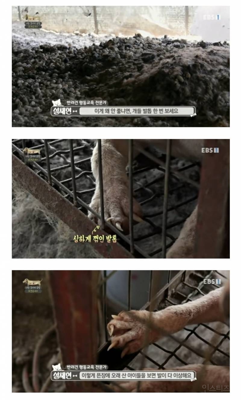 솔직히 펫샵이 어때서ㅠ 난 새끼때부터 함께하고 싶어. 특히 파티 포메라니안 제일 귀여움 | 인스티즈