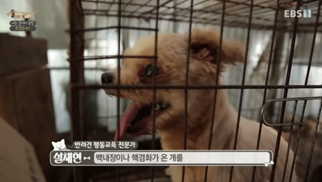 솔직히 펫샵이 어때서ㅠ 난 새끼때부터 함께하고 싶어. 특히 파티 포메라니안 제일 귀여움 | 인스티즈