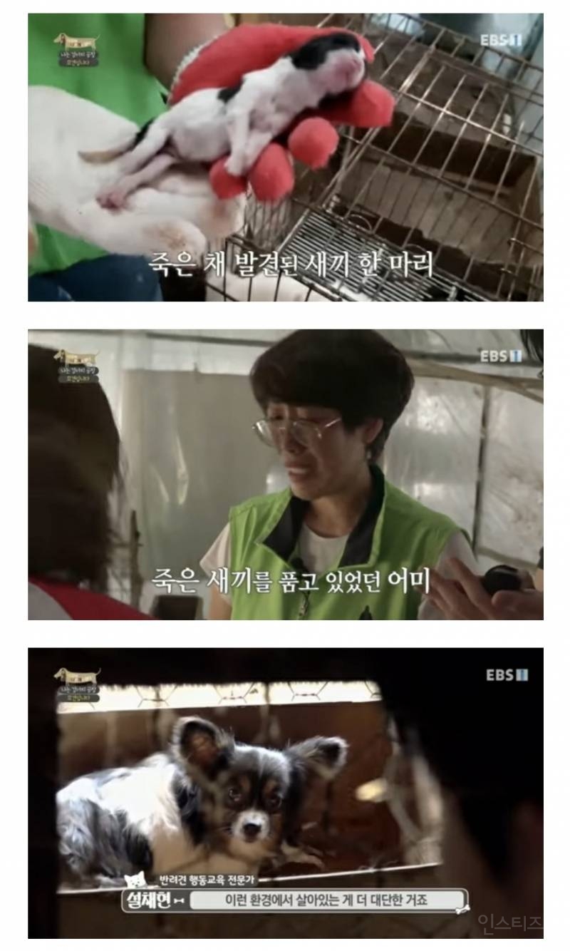 솔직히 펫샵이 어때서ㅠ 난 새끼때부터 함께하고 싶어. 특히 파티 포메라니안 제일 귀여움 | 인스티즈